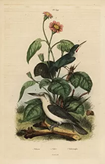 Guerin Meneville Collection: Jamaican tody, Mariana kingfisher and sunflower
