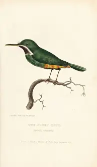Jamaican tody, Todus todus