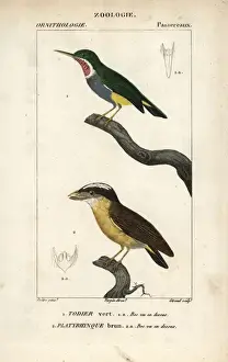 Jamaican tody, Todus todus, and white-crested