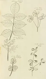 Jane Coldens Manuscript Plantas