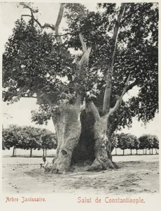 Planted Prints: The Janisary Tree - Constantinople, Turkey