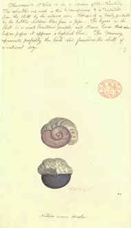 Watercolour Gallery: Janthina violacea, violet snail