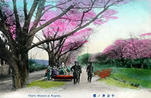 Seasonal Collection: Japan - Cherry Blossom at Koganei