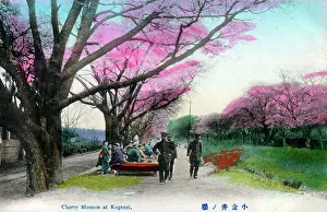 Blossoms Prints: Japan - Cherry Blossom at Koganei