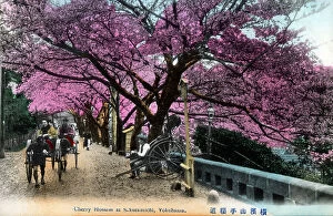 Rickshaw Collection: Japan - Cherry Blossom at Sakura-michi, Yokohama
