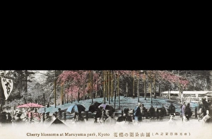 Weeping Gallery: Japan - Cherry Blossoms in Maruyama Park, Kyoto