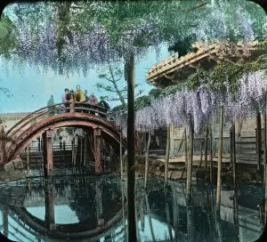 Honoured Collection: Japan - A famous wisteria in bloom