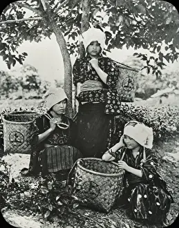 Pickers Prints: Japan - Japanese tea pickers