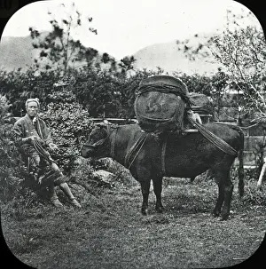 Japan - An Ox carrying tea