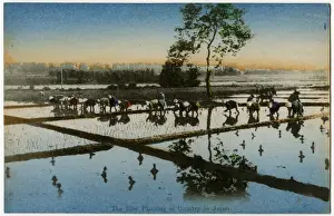 Planting Prints: Japan - Planting rice in the paddy fields