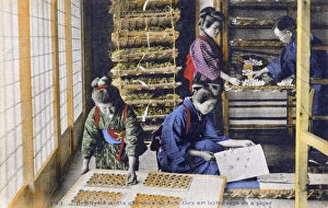 Bombyx Collection: Japan - Silk Industry - Bombyx mori Moths lay eggs on paper