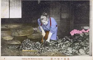 Worms Prints: Japan - Silk Industry - Cutting the Mulberry leaves