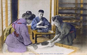 Bombyx Collection: Japan - Silk Industry - Gathering silkworms from egg paper