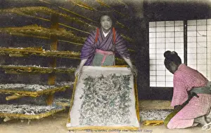 Trays Prints: Japan - Silk Industry - Silkworms awake from hibernation