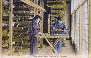 Bombyx Collection: Japan - Silk Industry - Silkworms begin to construct cocoons