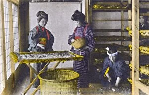 Bombyx Collection: Japan - Silk Industry - Silkworms feeding on mulberry leaves