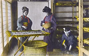Trays Prints: Japan - Silk Industry - Silkworms feeding on mulberry leaves