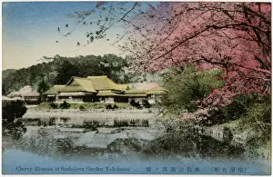 Blossoms Prints: Japan - Yokohama - Sankeien Garden - Cherry Blossom