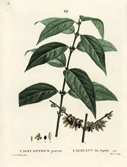 Allspice Gallery: Japanese allspice, Chimonanthus praecox