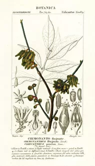 Images Dated 28th March 2020: Japanese allspice, Chimonanthus praecox