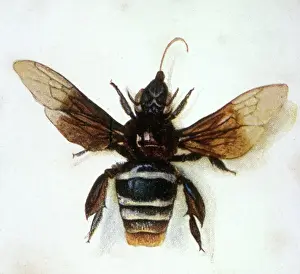 Japanese Analophus