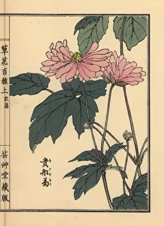 Japanese anemone, Anemone hupehensis var japonica