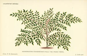 Pannemaeker Collection: Japanese angelica-tree, Aralia elata var. mandshurica