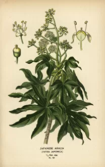 Aralia Gallery: Japanese aralia or glossy-leaf paper plant, Fatsia japonica