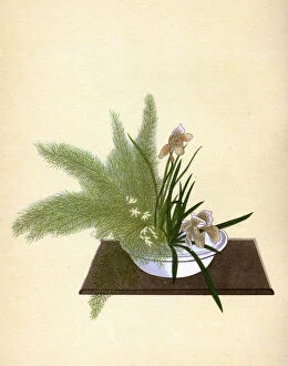 Asparagus Collection: JAPANESE ARRANGEMENT - 6