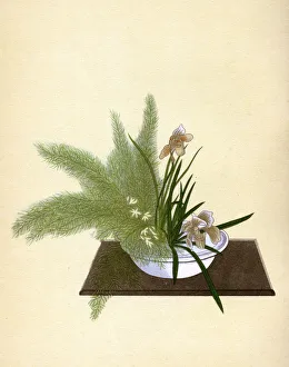 Images Dated 29th November 2018: JAPANESE ARRANGEMENT - 6