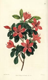 Azalea Gallery: Japanese azalea or Tsutsuji, Rhododendron indicum