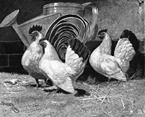 Images Dated 6th May 2011: Japanese bantam hens, 1890