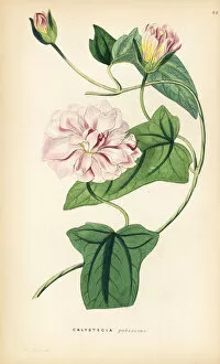 Lindley Collection: Japanese bindweed, Calystegia pubescens