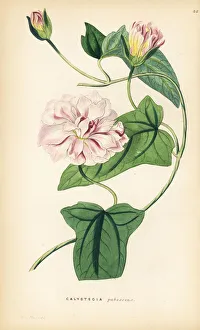 Ornamental Collection: Japanese bindweed, Calystegia pubescens