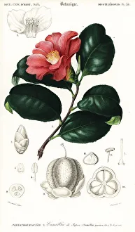 Japanese camellia, Camellia japonica