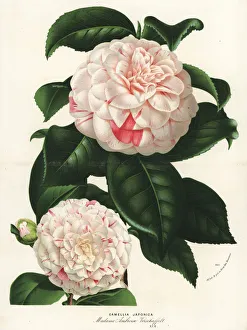 Ambroise Gallery: Japanese camellia cultivar, Camellia japonica