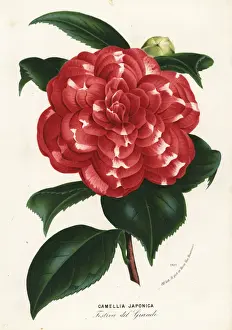 Japanese camellia cultivar, Camellia japonica