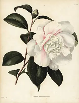 Japanese camellia cultivar, Camellia japonica pomponia