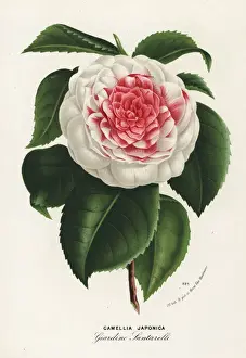 Camellia Prints: Japanese camellia cultivar, Giardino Santarelli
