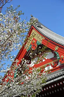 Cherry Prints: Japanese Cherry blossom, Sensoji Asakusa Temple, Tokyo