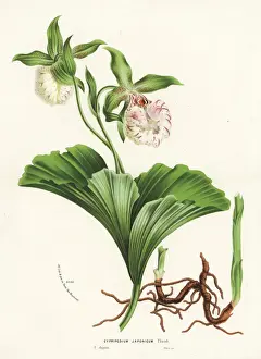 Vulnerable Prints: Japanese cypripedium orchid, Cypripedium japonicum