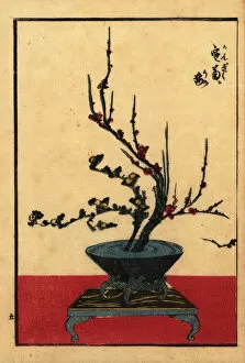 Japanese flower arrangement with chrysanthemum and plum