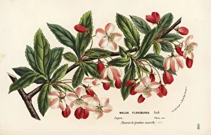 Flowering Gallery: Japanese flowering crabapple, Malus floribunda