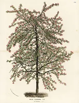 Japanese flowering crabapple, Malus floribunda