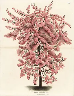 Japanese flowering crabapple, Malus floribunda