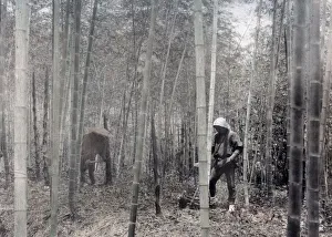 Japanese forest workers, bamboo grove, Japan c. 1890 s
