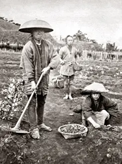 Japanese Gardeners, 1870s. Date: 1870s