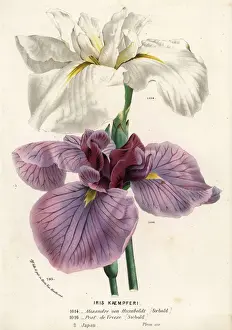 Humboldt Prints: Japanese iris, Iris ensata