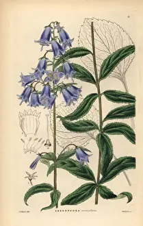 Verticillata Prints: Japanese lady bell, Adenophora triphylla