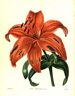 Lily Gallery: Japanese lily or sukashiyuri, Lilium maculatum